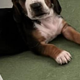 Basset Hounds from Lake Erie Basset Hounds of Michigan