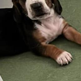 Basset Hounds from Lake Erie Basset Hounds of Michigan