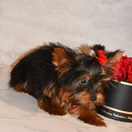 Very small Liam - Black and tan Yorkshire Terrier puppy in Maple Heights, Ohio from Yorkiesllc