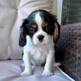 Preston - Tri-color male Cavalier King Charles Spaniel puppy in Victoria, Texas from Londyn Cavaliers