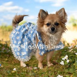 Claire - Pomeranian