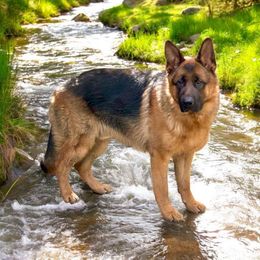 Khan - German Shepherd