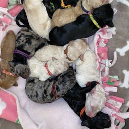 Bernedoodle and Goldendoodle Puppies from Saratoga Goldendoodles