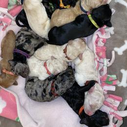 Bernedoodle and Goldendoodle Puppies from Saratoga Goldendoodles