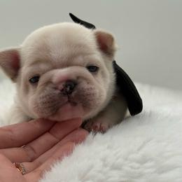 Dreamer - Cream male French Bulldog puppy in Largo, Florida from Big Daddy Frenchies