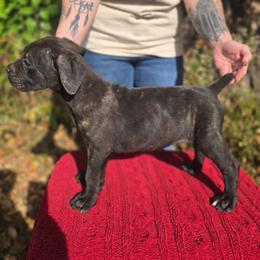 Male 2 - Black brindle male Cane Corso puppy in Mason City, Illinois from Red Wood Cane Corso