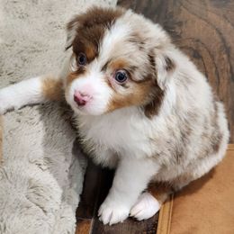 Girl 5 - Red merle female Miniature Australian Shepherd puppy in Cedar Rapids, Iowa from Bornagain Paws