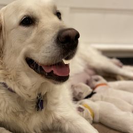 Golden Retrievers from Life is Ruff Golden Retrievers LLC