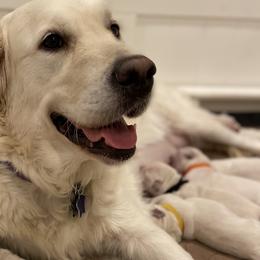 Golden Retrievers from Life is Ruff Golden Retrievers LLC