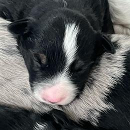 Buster - Black tri male Miniature Australian Shepherd puppy in Denair, California from CenCal Mini Aussies