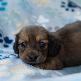 Tater - Cream male Dachshund puppy in Perry, Florida from EntityDachs