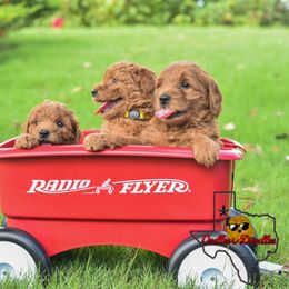 Goldendoodle Puppies from OodlesODoodles