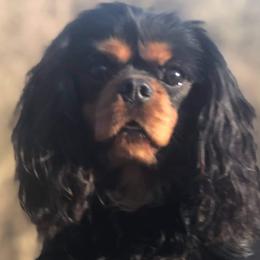 Zuko  - Cavalier King Charles Spaniel