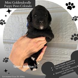 Tator - Black male Goldendoodle puppy in Fort Lupton, Colorado from Puppy Paws Colorado
