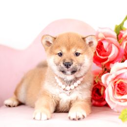 Mikasa ❤️ Red Girl - Red female Shiba Inu puppy in Neosho, Missouri from Sunny Terrace Shibas