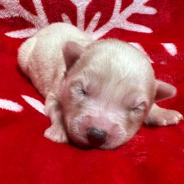 AKC Diamond - White female Siberian Husky puppy in Centreville, Maryland from Huskies By the Bay