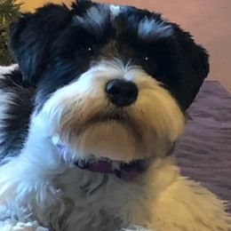 Gracie - Miniature Schnauzer
