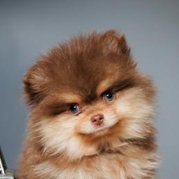 Teddy - Chocolate and tan male Pomeranian puppy in Santa Clarita, California from Hollywood Mini Pets