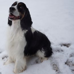 Sam - English Springer Spaniel
