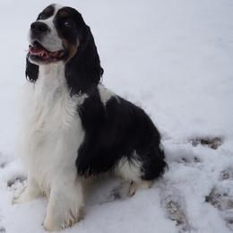 Sam - English Springer Spaniel