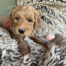 Carter - Red  male Goldendoodle puppy in Placerville, California from New Dawn Poodles and Doodles