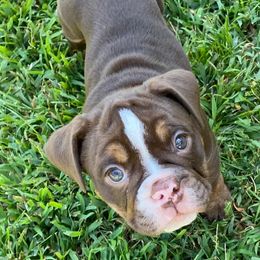 Bulldogs from Kattegat Bulldogs