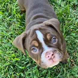 Bulldogs from Kattegat Bulldogs