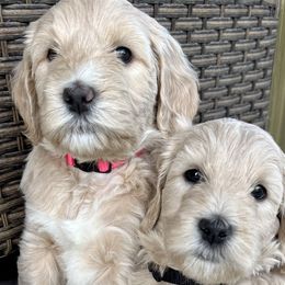 Goldendoodles from Dre's Doodles