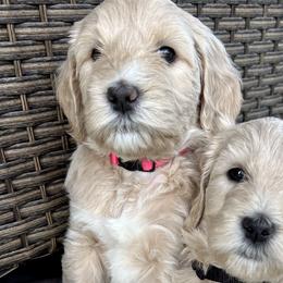 Goldendoodles from Dre's Doodles