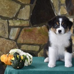 Australian Shepherd and Cavalier King Charles Spaniel Puppies from FairWilde