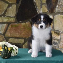 Australian Shepherd and Cavalier King Charles Spaniel Puppies from FairWilde