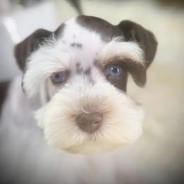 Louis - Liver male Miniature Schnauzer puppy in Overton, Texas from Beards & Bows Schnauzer Farm