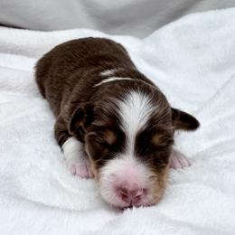 Ash - Red tri female Miniature Australian Shepherd puppy in Bly, Oregon from Apacheblus Toy Aussies