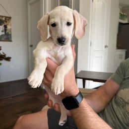 Boots - Cream male Dachshund puppy in Pontotoc, Mississippi from Toddy Kennels