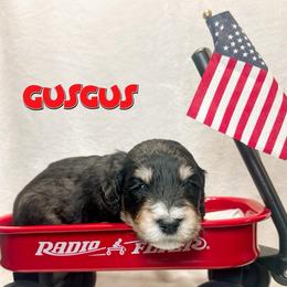 Gus Gus (Green) - male Golden Mountain Doodle puppy in Boiling Springs, South Carolina from OlliePups, LLC