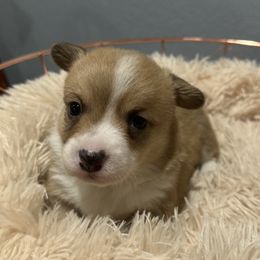 AKC PWC - DM & EIC Clear - Sable Boy2 - Pembroke Welsh Corgi puppy from 4A Corgis
