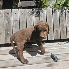Boy 9 - Chesapeake Bay Retriever puppy in Merlin, Oregon from Creekside Chesapeakes