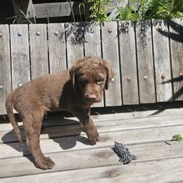 Boy 9 - Chesapeake Bay Retriever puppy in Merlin, Oregon from Creekside Chesapeakes
