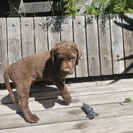 Boy 9 - Chesapeake Bay Retriever puppy in Merlin, Oregon from Creekside Chesapeakes