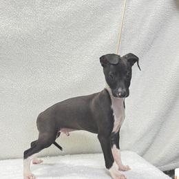 Black Ops - Black male Italian Greyhound puppy in Vienna, Georgia from Marchwind Farm