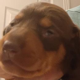Miss Ava Valentine - Chocolate and tan female Dachshund puppy in Pahrump, Nevada from Heaven Sent Doxies