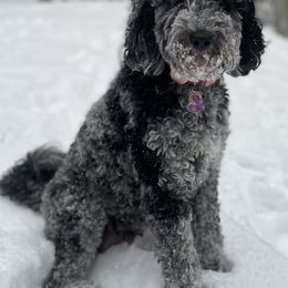 Cassie - Goldendoodle