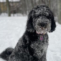 Cassie - Goldendoodle