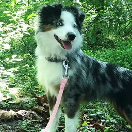 Aussiedoodles, Miniature Australian Shepherds, and Toy Australian Shepherds from Sandy Hill Farm Aussies, LLC