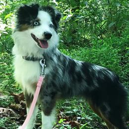 Aussiedoodles, Miniature Australian Shepherds, and Toy Australian Shepherds from Sandy Hill Farm Aussies, LLC