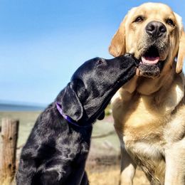 Cavalier King Charles Spaniels and Labrador Retrievers from Cantina Labs and Cavs