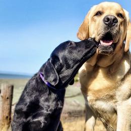 Cavalier King Charles Spaniels and Labrador Retrievers from Cantina Labs and Cavs