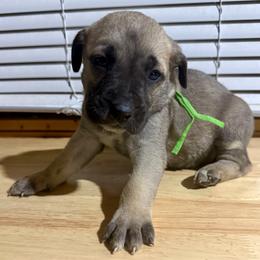 Green - Yellow female Black Mouth Cur puppy in Warsaw, Missouri from Heritage Cow Dogs