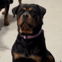 Rottweiler All Grown Up from Muletown Rotties
