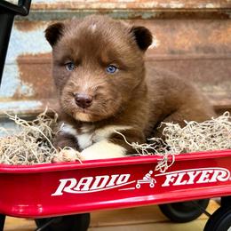 Bryn - Red and white female Siberian Husky puppy in Union Grove, Alabama from Southern Siberian Life